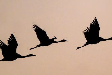 Howald und Rümelingen / Veterinäramt meldet zwei Vogelgrippe-Fälle in Luxemburg