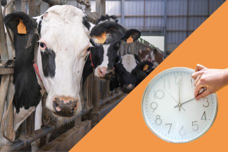 Leben ohne Uhr / So wirkt sich die Zeitumstellung auf Tiere aus