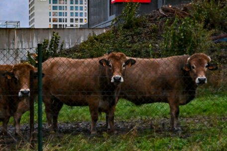 Kühe beobachten unseren Fotografen vor dem GridX-Komplex