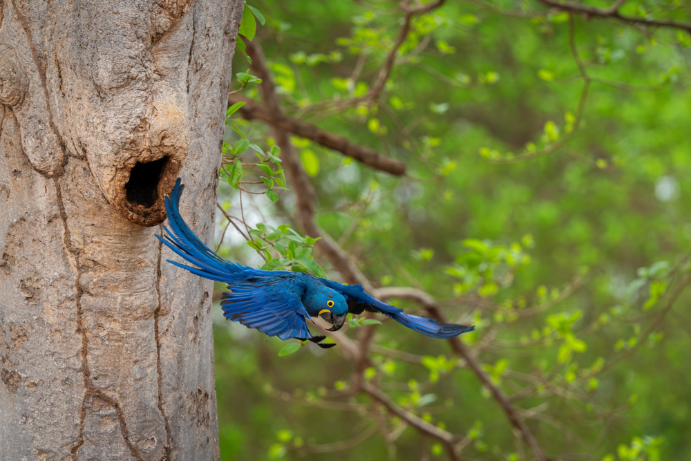 Juwelen der Lüfte / Wie der Hyazinth-Ara im Pantanal ums Überleben kämpft