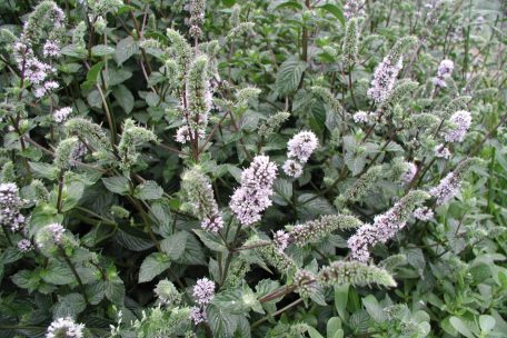 Minze duftet herrlich