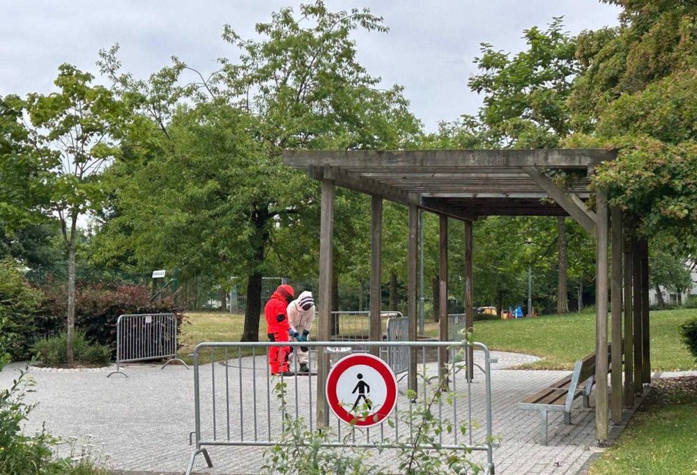 Asiatische Hornisse / Naturverwaltung hat dieses Jahr 175 Nester entfernt – mit nur einer Person