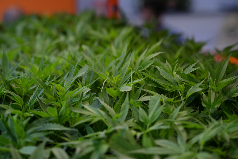 Drogenrazzia unweit von Luxemburg / Polizei stellt 700 illegale Cannabispflanzen sicher