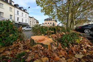 Esch / Baustelle „Rout Lëns“: Sieben Bäume müssen weichen