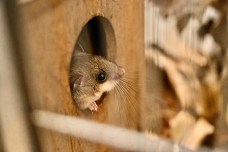 Der Ministerbesuch hat den Siebenschläfer aufgeweckt
