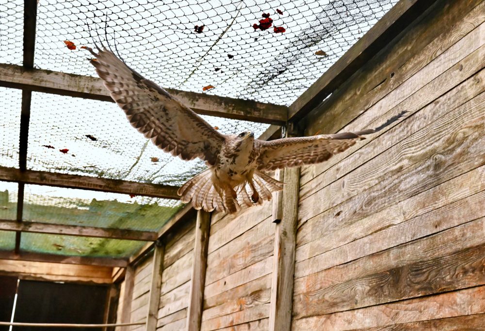 Düdelingen / Die Wildtierauffangstation wird für 8 Millionen Euro renoviert und ausgebaut
