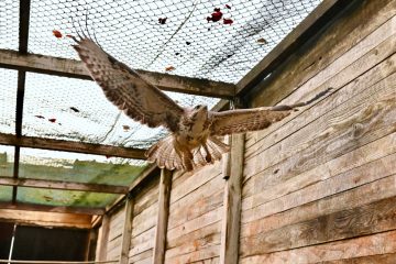 Düdelingen / Die Wildtierauffangstation wird für 8 Millionen Euro renoviert und ausgebaut
