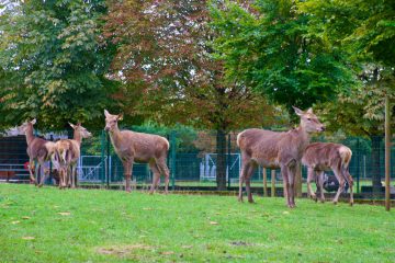 Tiere / Unnahbar und doch beeindruckend – Das eigenwillige Rotwild im „Escher Déierepark“