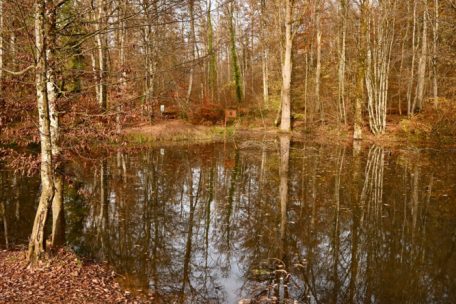 Die Weiher im „Ellergronn“ sind durch eingefallene Galerien entstanden – und gehören zu Pol Zimmermanns Lieblingsplätzen
