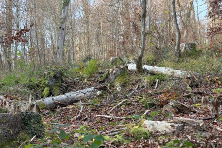 An vielen Stellen kann man Totholz entdecken – es bietet einen wichtigen Lebensraum für viele Pflanzen- und Tierarten