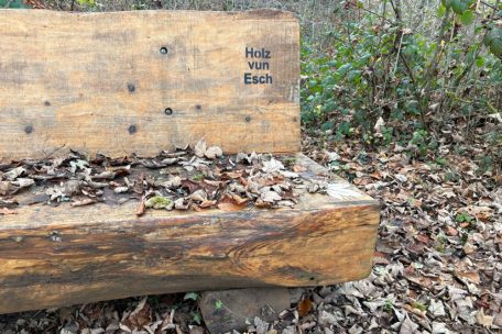 Das Stammholz wird etwa verwendet, um Sitzbänke zu bauen