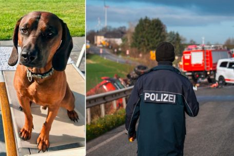 Tödlicher Unfall auf der B51 / Polizei bestätigt traurige Gewissheit – vermisster Hund Balou ist tot