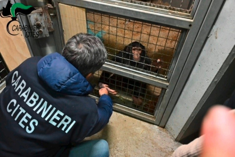 Italien / Polizei befreit Schimpansen aus illegaler Haltung auf Sizilien