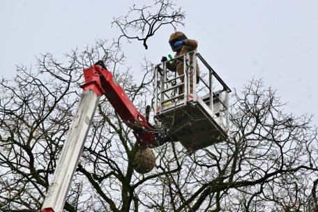 Wenn das Nest aus der Krone herunterkrachen würde …