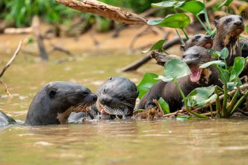 Wölfe der Flüsse / Riesenotter stehen an der Spitze der Nahrungskette – und schüchtern sogar Jaguare ein