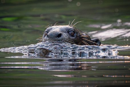 Riesenotter leben ausschließlich in Südamerika und gehören dort im Wasser – neben Kaimanen – zu den Spitzenprädatoren