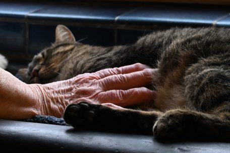 Tiere können das Gefühl von Einsamkeit mindern – doch soziale Kontakte ersetzen sie nicht