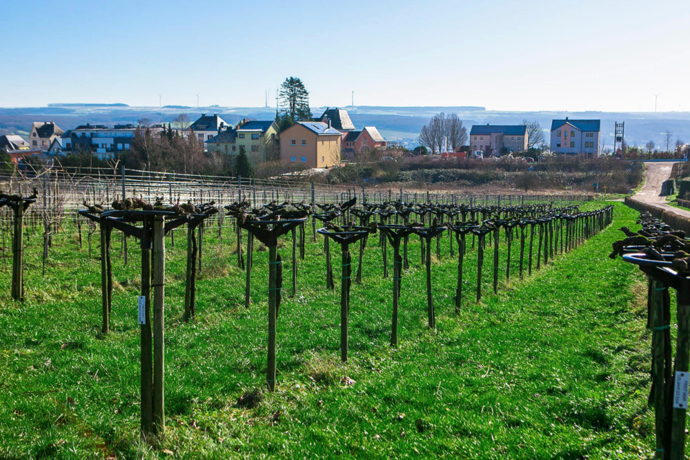 Domaine Tageblatt / Am Anfang war die Reblaus: Das Weinbauinstitut feiert 100-jähriges Jubiläum