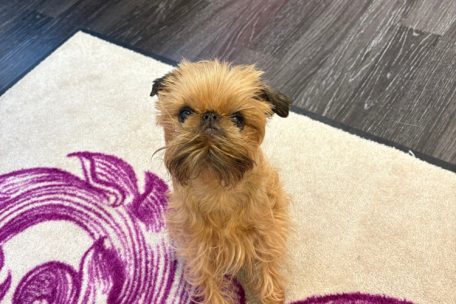 Miss Tish wacht über den Laden und verbringt ihre Zeit am liebsten in den Handtaschen der Kundinnen