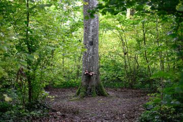 Editorial / Wenn Politiker vor Baumpflanzaktionen den Wald nicht mehr sehen