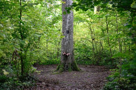 Editorial / Wenn Politiker vor Baumpflanzaktionen den Wald nicht mehr sehen
