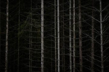 Drittes Nationales Waldinventar / Luxemburgs Wälder stoßen mehr CO₂ aus als sie binden