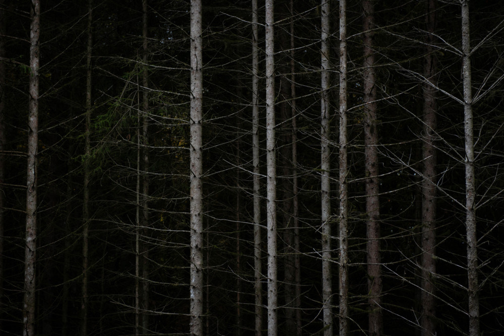 Drittes Nationales Waldinventar / Luxemburgs Wälder stoßen mehr CO₂ aus als sie binden