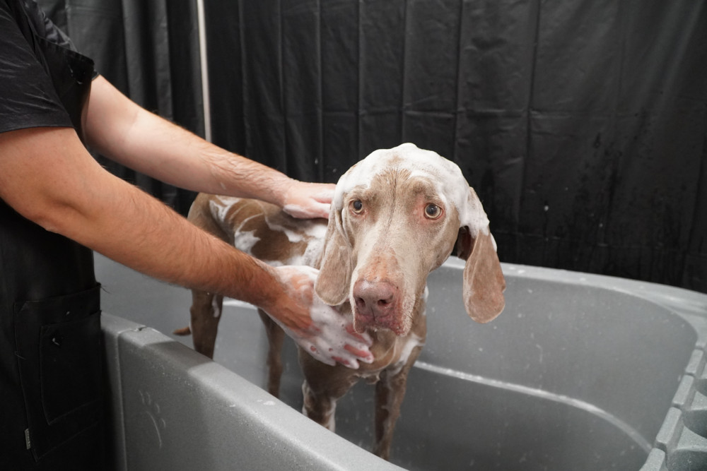 Tiergesundheit / Wenn der Hund plötzlich riecht: Alle Ursachen und die besten Tipps zur Abhilfe