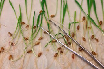 Künftig ohne spezielle Kennzeichnung / Gentechnik im Supermarkt: EU einigt sich auf Lockerungen der Regeln