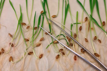 Künftig ohne spezielle Kennzeichnung / Gentechnik im Supermarkt: EU einigt sich auf Lockerungen der Regeln