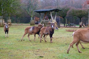 Die Schatten im Unterholz / Warum das Mufflon im Escher Déierepark willkommen ist – und in freier Wildbahn zum Problem werden kann 
