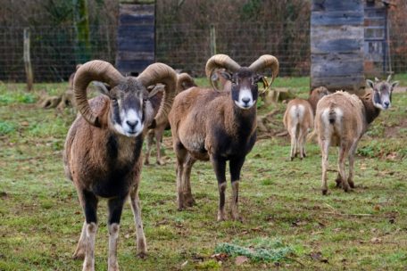 Beeindruckende Tiere