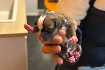 Nur einen Tag alt / Welpen in Luxemburg ausgesetzt – In Mülltonne und Hecke gefunden