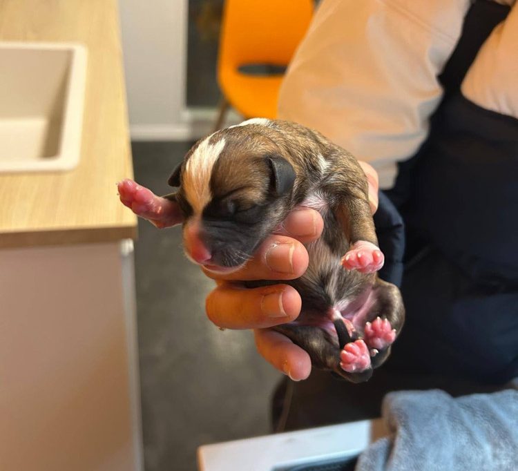 Nur einen Tag alt / Welpen in Luxemburg ausgesetzt – In Mülltonne und Hecke gefunden