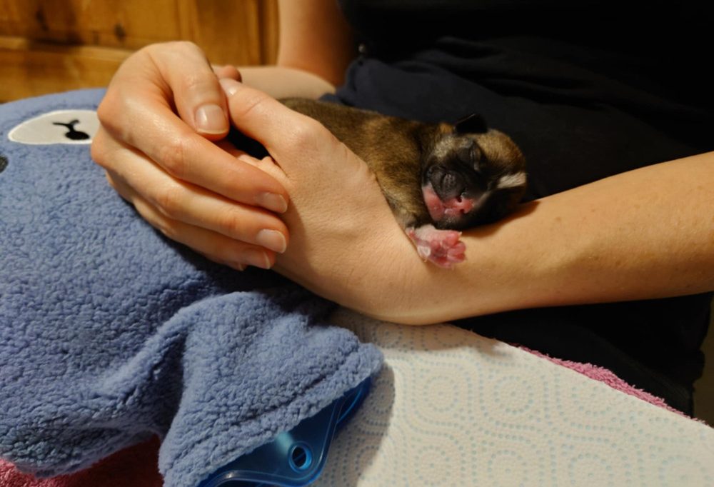 „Wie Müll entsorgt“ / Wie geht es den ausgesetzten Welpen?