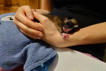 „Wie Müll entsorgt“ / Wie geht es den ausgesetzten Welpen?