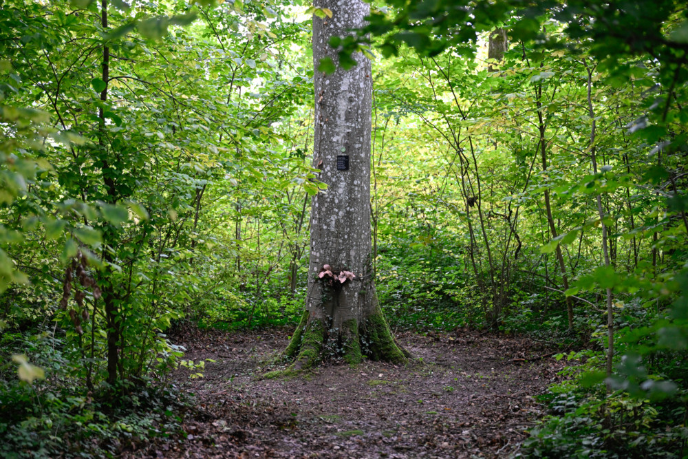 Naturschutz / Neuer Bericht: Luxemburgs Biodiversität ist in schlechter Verfassung
