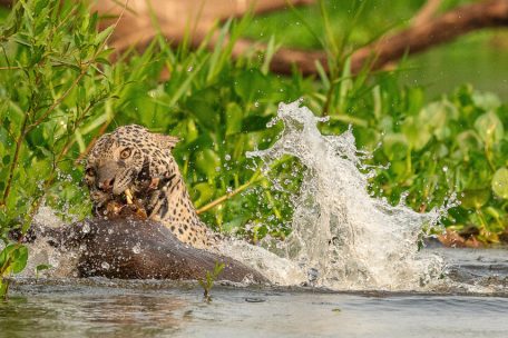 Erfolgreiche Jagd auf ein Capybara. Sehr selten zu beobachten.