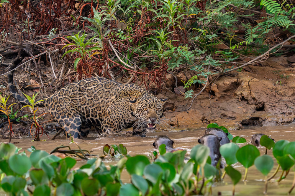 Tierfotografie / Mit dem stärksten Biss aller Katzen: Auf Spurensuche des Jaguars im Pantanal