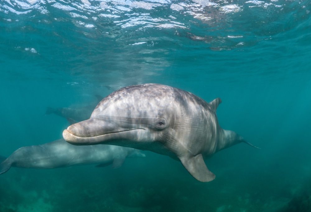 Artgerechtes Leben / Ein neues Zuhause für Show-Delfine: Auffangstation in Italien wartet auf Bewohner