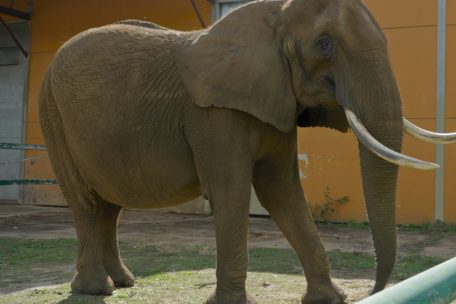 Umzug in Portugals neues Reservat: Die Elefantenkuh Kariba