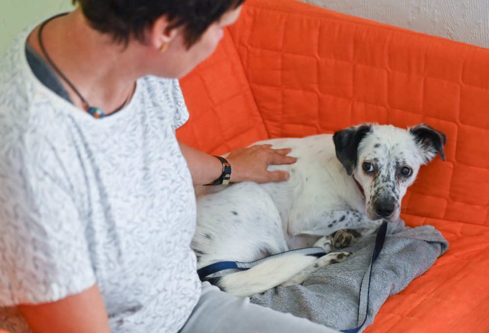 Tipps für Haustierbesitzer / Silvesterknallerei setzt Tiere unter Stress – Was Sie dagegen tun können
