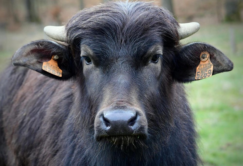 Dritte Herde im Land / Wie Wasserbüffel in Schifflingen wichtige Lebensräume erhalten