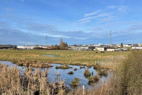 Einmal zwischen dem Gewerbegebiet &bdquo;Op Herbett&ldquo; und Foetz und einmal neben der Landstra&szlig;e in Richtung Bergem stehen die B&uuml;ffel der Schifflinger Herde, die das Naturschutzgebiet &bdquo;Dumontshaff&ldquo; beweidet 