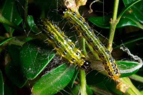 Die Gemeinde Differdingen k&auml;mpft seit Jahren gegen die Raupen des Buchsbaumz&uuml;nslers