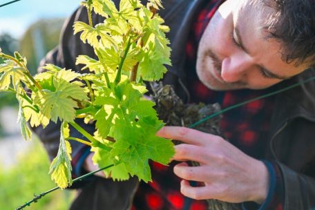 Julian beim Fr&uuml;hjahrsputz der Rebst&ouml;cke