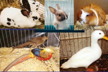 Ettelbrück / Die Hasen sind los