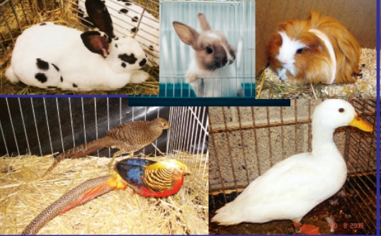 Ettelbrück / Die Hasen sind los