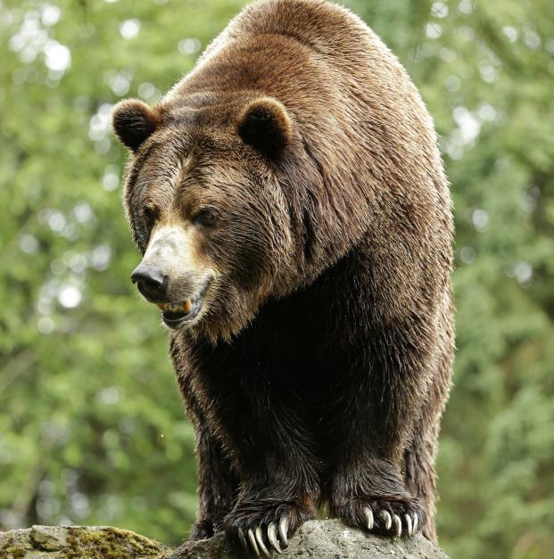 Grizzlybär tötet Radfahrer