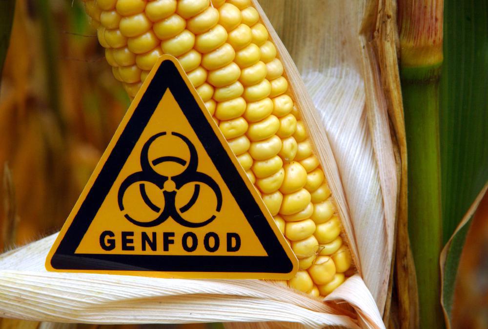 Luxemburg will keine GMOs